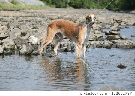 Amazing borzoi in the river Amazing borzoi in the river 122661787