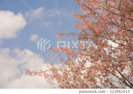 travel in nature concept with pink cherry blossom tree and clear sky in springtime season 122662015