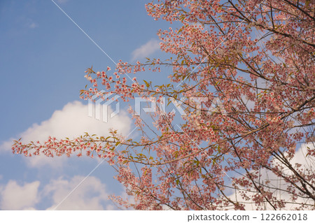 travel in nature concept with pink cherry blossom tree and clear sky in springtime season 122662018