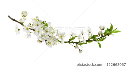 Fresh flowers and leaves of berry tree isolated Fresh flowers and leaves of berry tree isolated 122662067