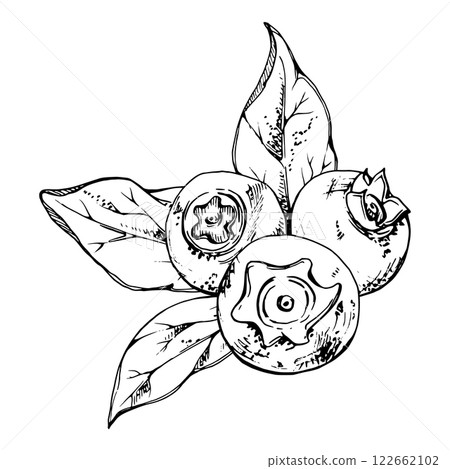 Blueberry blackberry bunch with plant leaves, hand drawn in ink vector, ripe forest sketch berry. Isolated botanical illustration garland, for restaurant, dessert cafe menu, wedding, farmers market 122662102