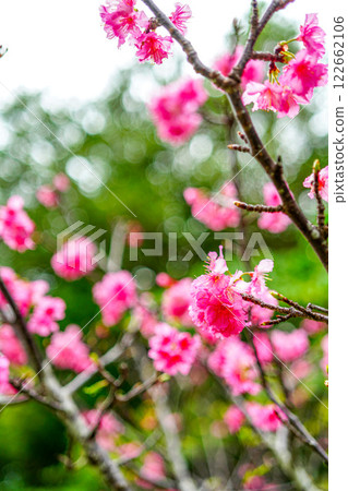 櫻花 122662106