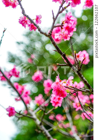櫻花 122662107
