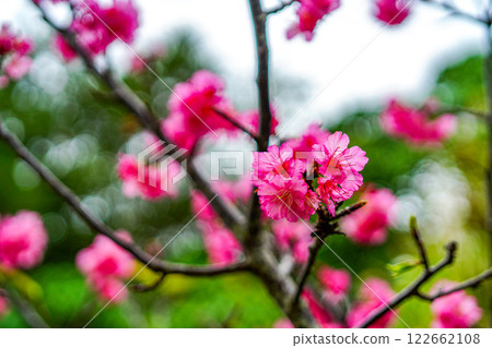 櫻花 122662108