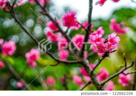 櫻花 122662109