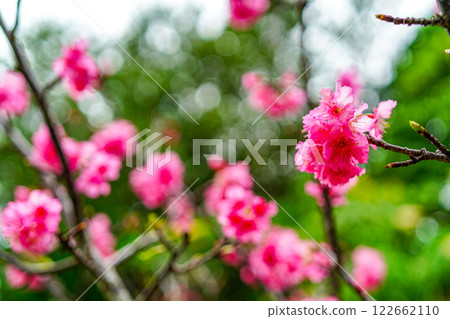 Cherry blossoms Cherry blossoms 122662110