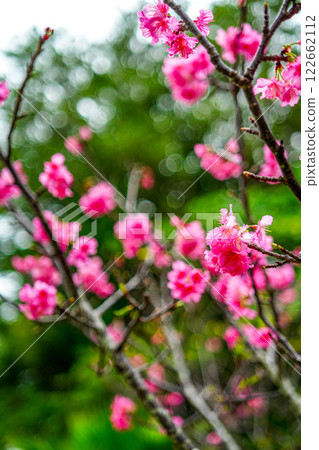 櫻花 122662112