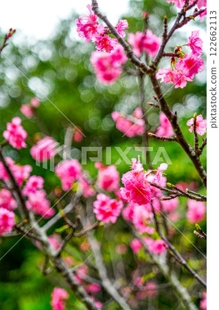 Cherry blossoms Cherry blossoms 122662113