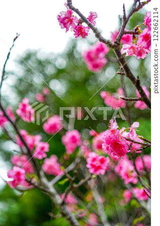 櫻花 122662114