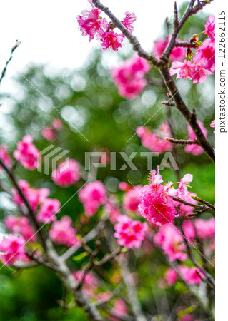 櫻花 122662115