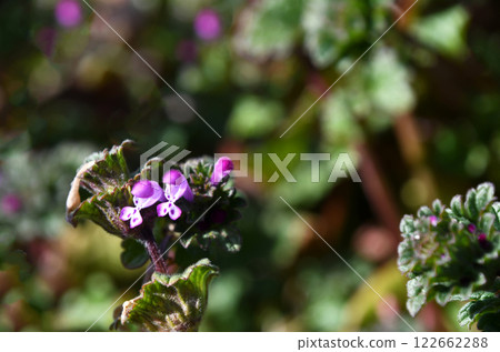 春日陽光下的抱莖野芝麻 122662288
