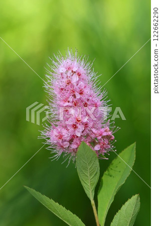 Hozakimotsuke, wildflower, flowers blooming in the summer meadow, pink, close-up, natural background Hozakimotsuke, wildflower, flowers blooming in the summer meadow, pink, close-up, natural background 122662290