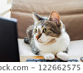 Cat using a computer 122662575