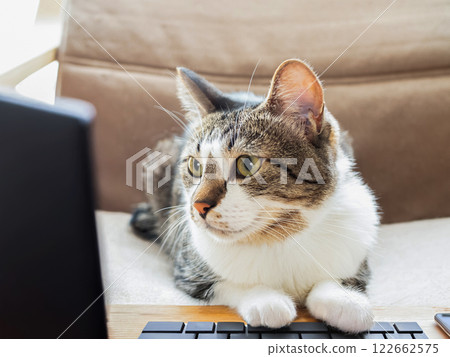 Cat using a computer 122662575