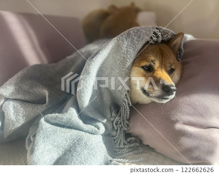 Cute red Shiba inu dog  122662626