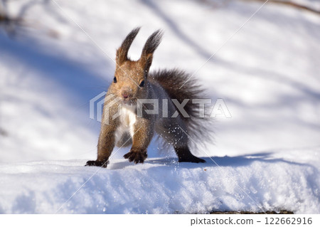 Hokkaido squirrel wild winter Hokkaido squirrel wild winter 122662916