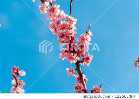 Close-up of beautiful cherry tree flower. Cherry blossom in spring for background. Macro cherry blossom tree branch Close-up of beautiful cherry tree flower. Cherry blossom in spring for background. Macro cherry blossom tree branch 122663064