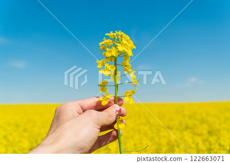 A farmer holds a rapeseed plant in his hands. Farmer in the agricultural field. Cultivation of rapeseed A farmer holds a rapeseed plant in his hands. Farmer in the agricultural field. Cultivation of rapeseed 122663071