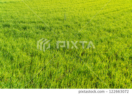 Field of young wheat. Green sprouts of wheat in the field. Cultivation of wheat. Field of young wheat. Green sprouts of wheat in the field. Cultivation of wheat. 122663072