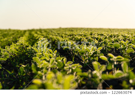 Small soybean plants at sunset. Soy grows in an agricultural field 122663074