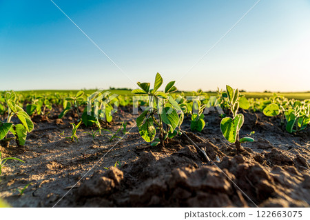 Close-up of soybean sprouts growing in a field. Young green soybean plants. Agricultural soybean field 122663075