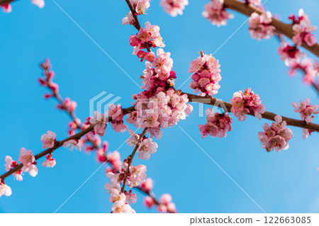 Apricot blossom in spring. Apricot blossom background 122663085