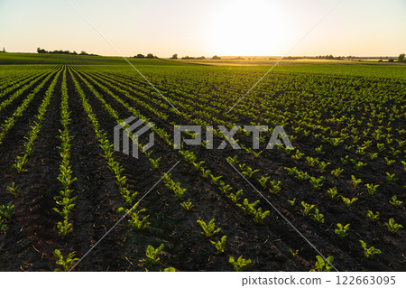A field of young sugar beet plants. Agricultural field with sugar beet sprouts A field of young sugar beet plants. Agricultural field with sugar beet sprouts 122663095