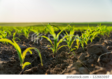 A field of young corn plants. Agricultural field with corn sprouts 122663097