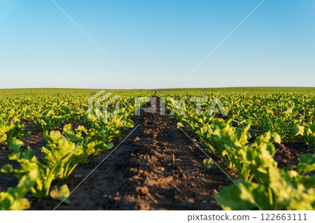 Agricultural field of sugar beet seedlings. Sugar beet sprouts grow in rows in a field. Cultivation of sugar beet plants Agricultural field of sugar beet seedlings. Sugar beet sprouts grow in rows in a field. Cultivation of sugar beet plants 122663111
