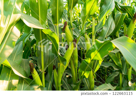 Corn cobs grow on stalks. Young ears of corn grow in the field. Corn harvest Corn cobs grow on stalks. Young ears of corn grow in the field. Corn harvest 122663115