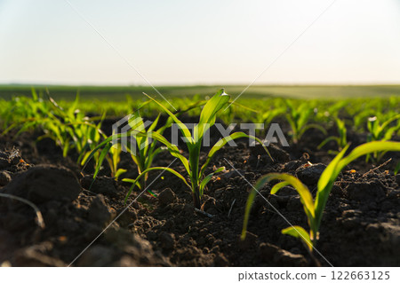 Small corn plants. Cornfield with corn sprouts 122663125