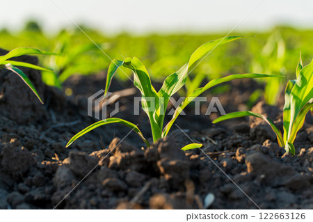 Small corn plants grow in the field. Close-up of corn growing. Green corn plants in the field Small corn plants grow in the field. Close-up of corn growing. Green corn plants in the field 122663126