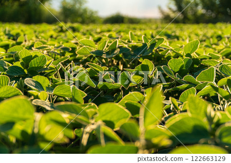 Small soybean plants. Small lush soybean leaves. Growing soybeans in an agricultural field. Soybean crops 122663129