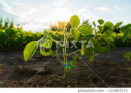 Close-up of a soybean plant against the sun. Soy sprouts on the field Close-up of a soybean plant against the sun. Soy sprouts on the field 122663131