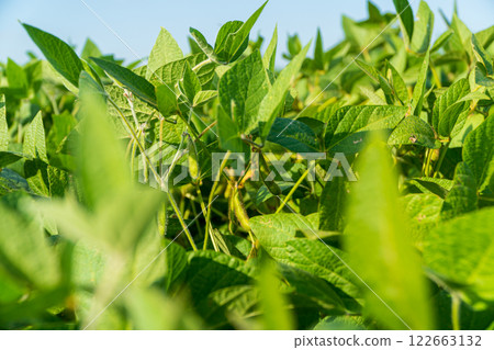 Soybeans on stalks. Soybeans in a field. Soy pods 122663132