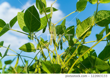 Unripe green pods of soybeans on the stems of plants. Young green pods of varietal soybeans Unripe green pods of soybeans on the stems of plants. Young green pods of varietal soybeans 122663133