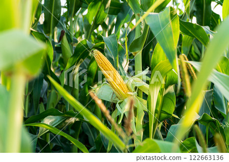 Ripe open cob of corn with grains, on a stalk. Corn cob in organic corn field 122663136