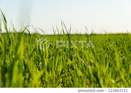 Field of young wheat. Sprouts the young shoots of the wheat in the field 122663151