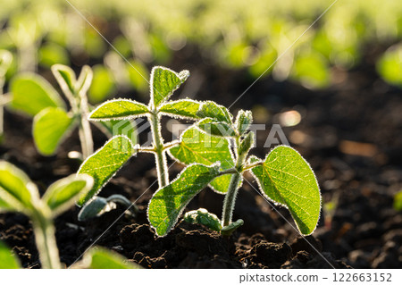 Young soybean sprouts after rain. Small soybean sprouts close-up. Organic food production and cultivation 122663152