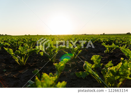 Small sugar beet sprouts close-up 122663154