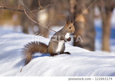 Hokkaido squirrel wild winter Hokkaido squirrel wild winter 122663174
