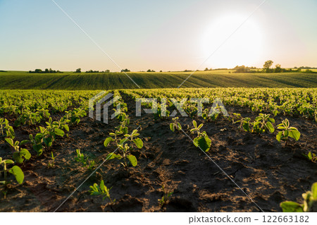 A field with small soybean plants at sunset. Beautiful rows of soybean sprouts. Small soybean seedlings grow in the field. Agricultural landscape 122663182