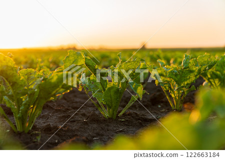 A small sugar beet seedling grows in a field. Close-up of sugar beet sprouts growing in an agricultural field. Sugar beet plants at sunset. Agro industry A small sugar beet seedling grows in a field. Close-up of sugar beet sprouts growing in an agricultural field. Sugar beet plants at sunset. Agro industry 122663184