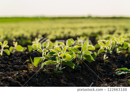 Close up of small soybean plants. Soy grows in an industrial field. Soybean sprouts grow against sunlight. Agro industry 122663188