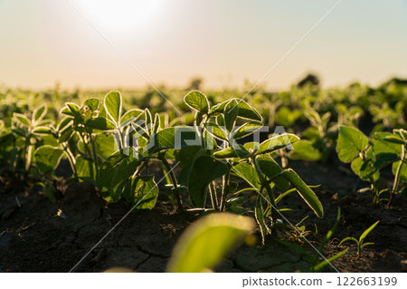 Close-up of small soybean plants growing in a field at sunset. Soybean sprouts grow in an agricultural field in early summer 122663199