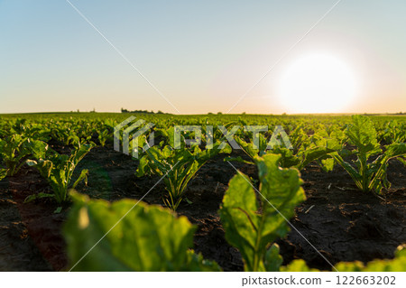 Close-up of small sugar beet plants growing in a field at sunset. Sugar beet sprouts grow in an agricultural field in early summer Close-up of small sugar beet plants growing in a field at sunset. Sugar beet sprouts grow in an agricultural field in early summer 122663202