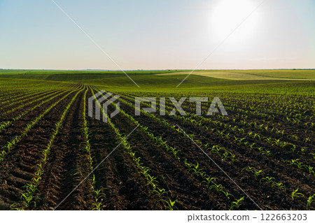 Small corn plants grow in beautiful rows in an agricultural field. Growing corn at sunset. Agro industry 122663203