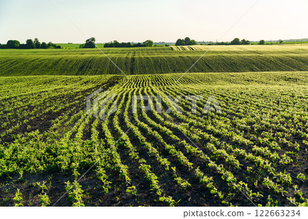Small soybean plants grow in beautiful rows on the field. Agricultural soybean field on a sunny day Small soybean plants grow in beautiful rows on the field. Agricultural soybean field on a sunny day 122663234