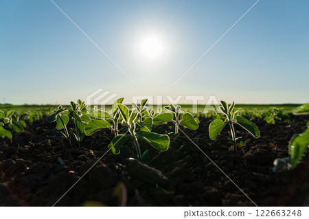 Close-up of young soybean sprouts grow in the field. Cultivation of soybean plants. Small green soybean plants 122663248