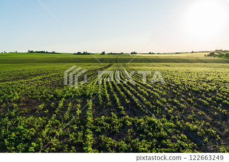 Young soybean sprouts grow in the field. Cultivation of soybean plants. Soy grows in an industrial field 122663249